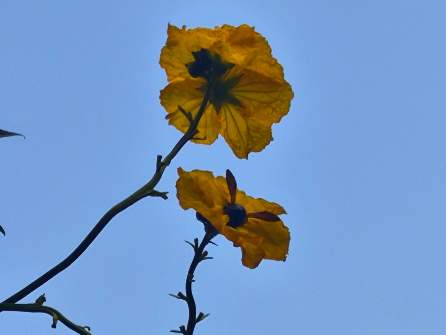IMG_20240814_070230.jpg