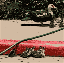 s20131017124111739.gif