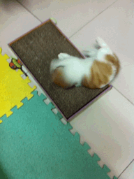 s20131017124127608.gif