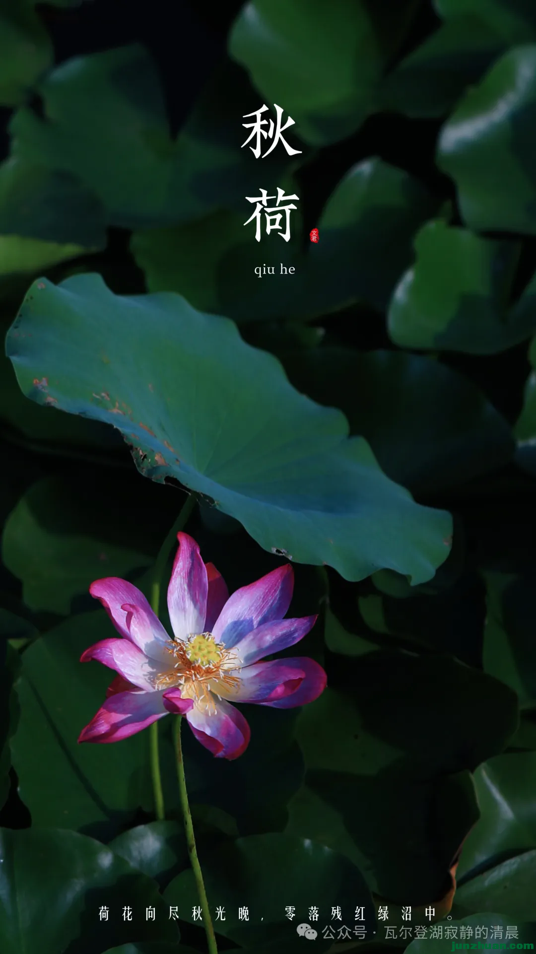 640 (9).webp (3).png