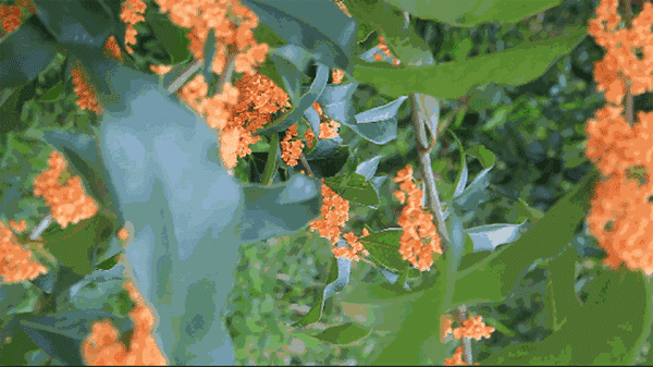 640 (2).gif