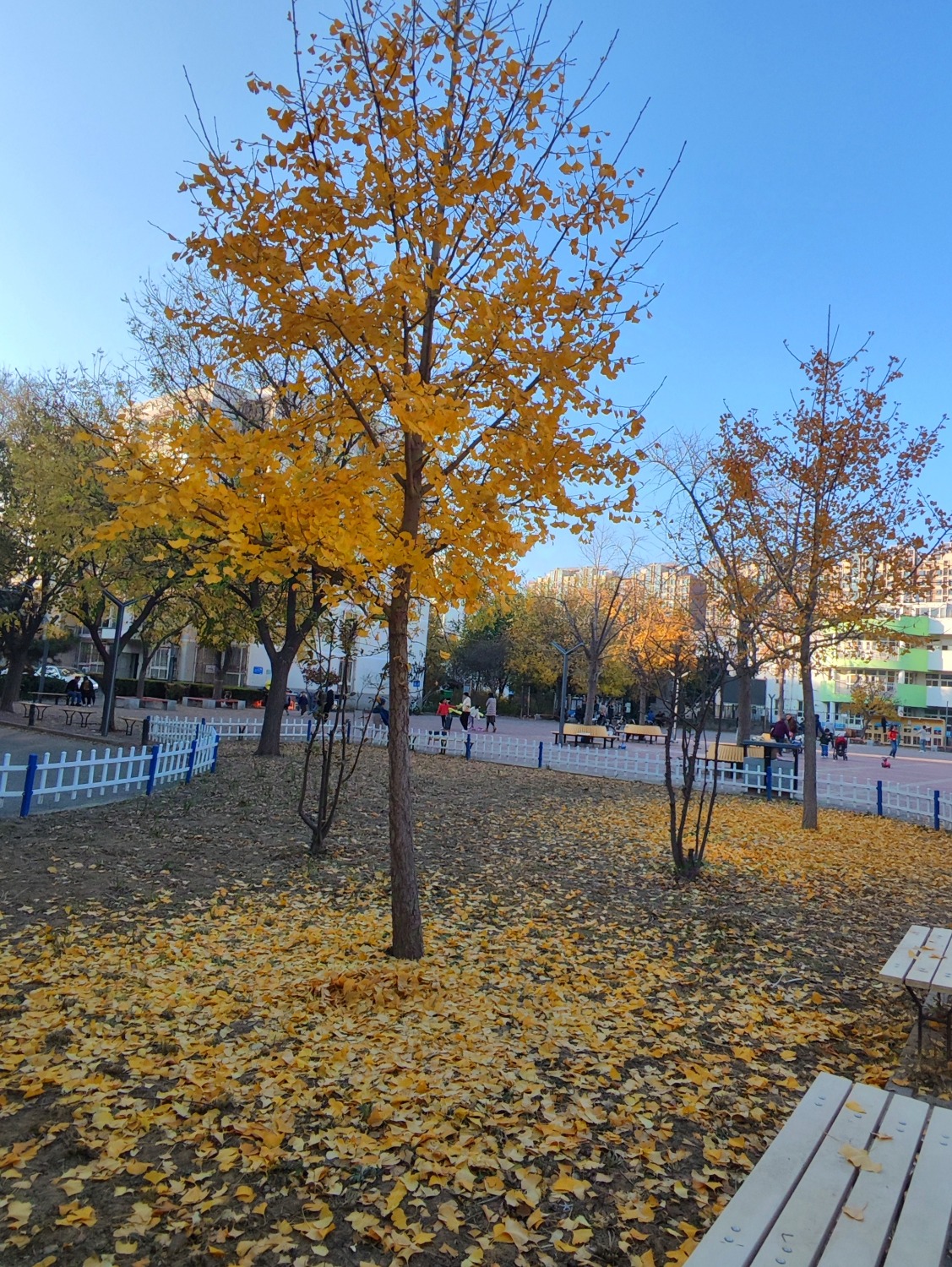 IMG_20241110_161554.jpg