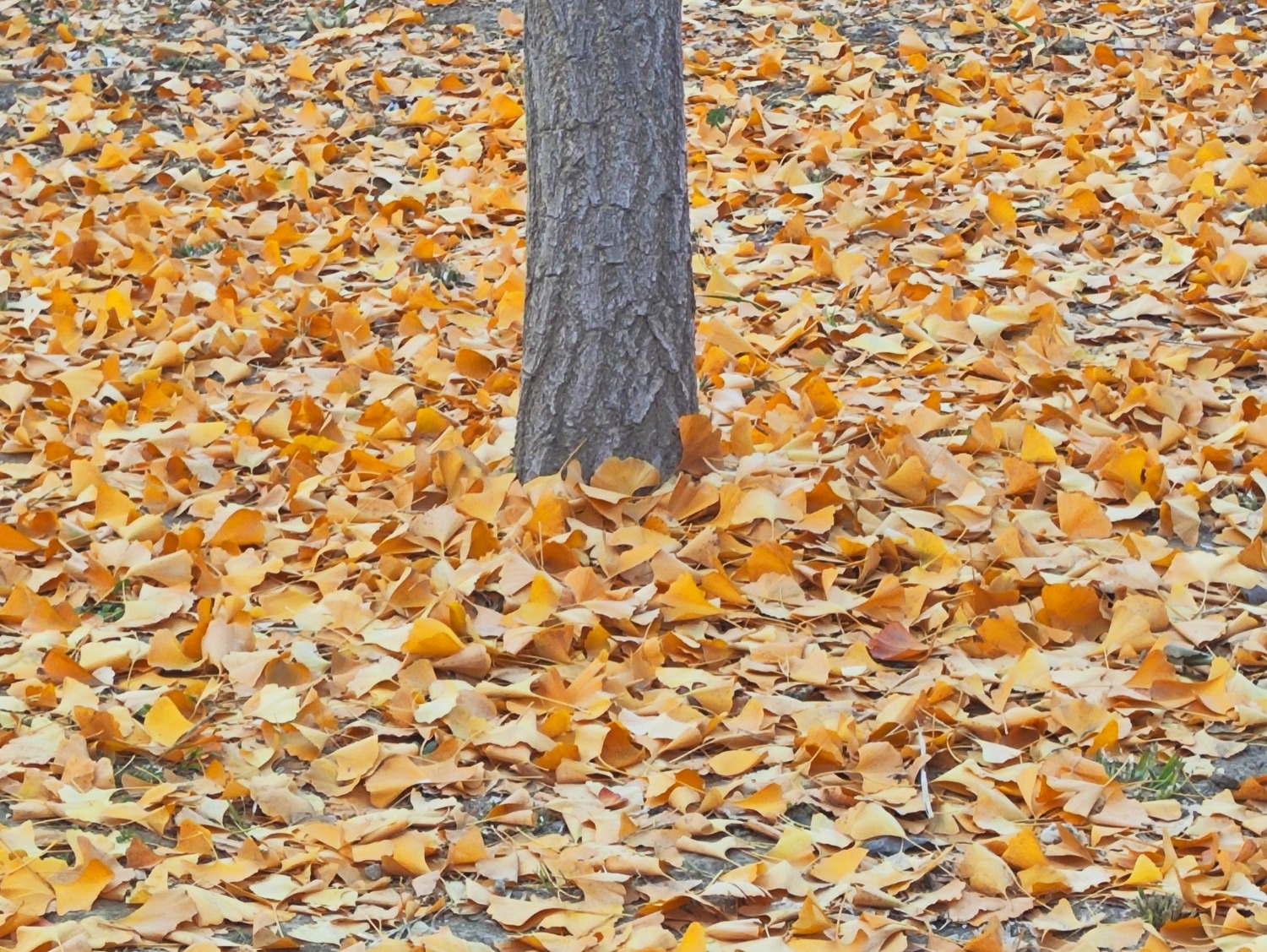 IMG_20241110_161626.jpg