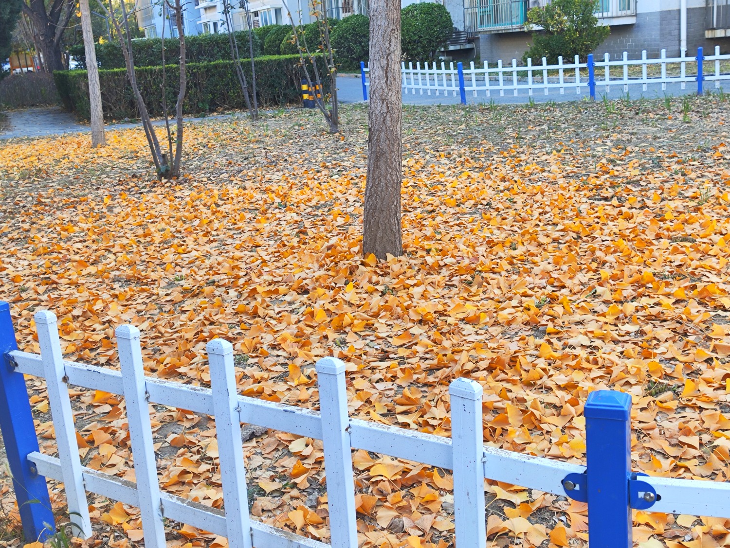 IMG_20241110_161626.jpg