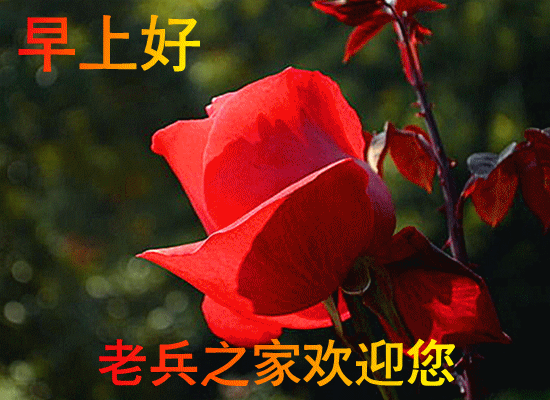 6.gif