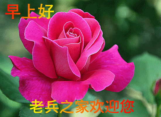 7.gif