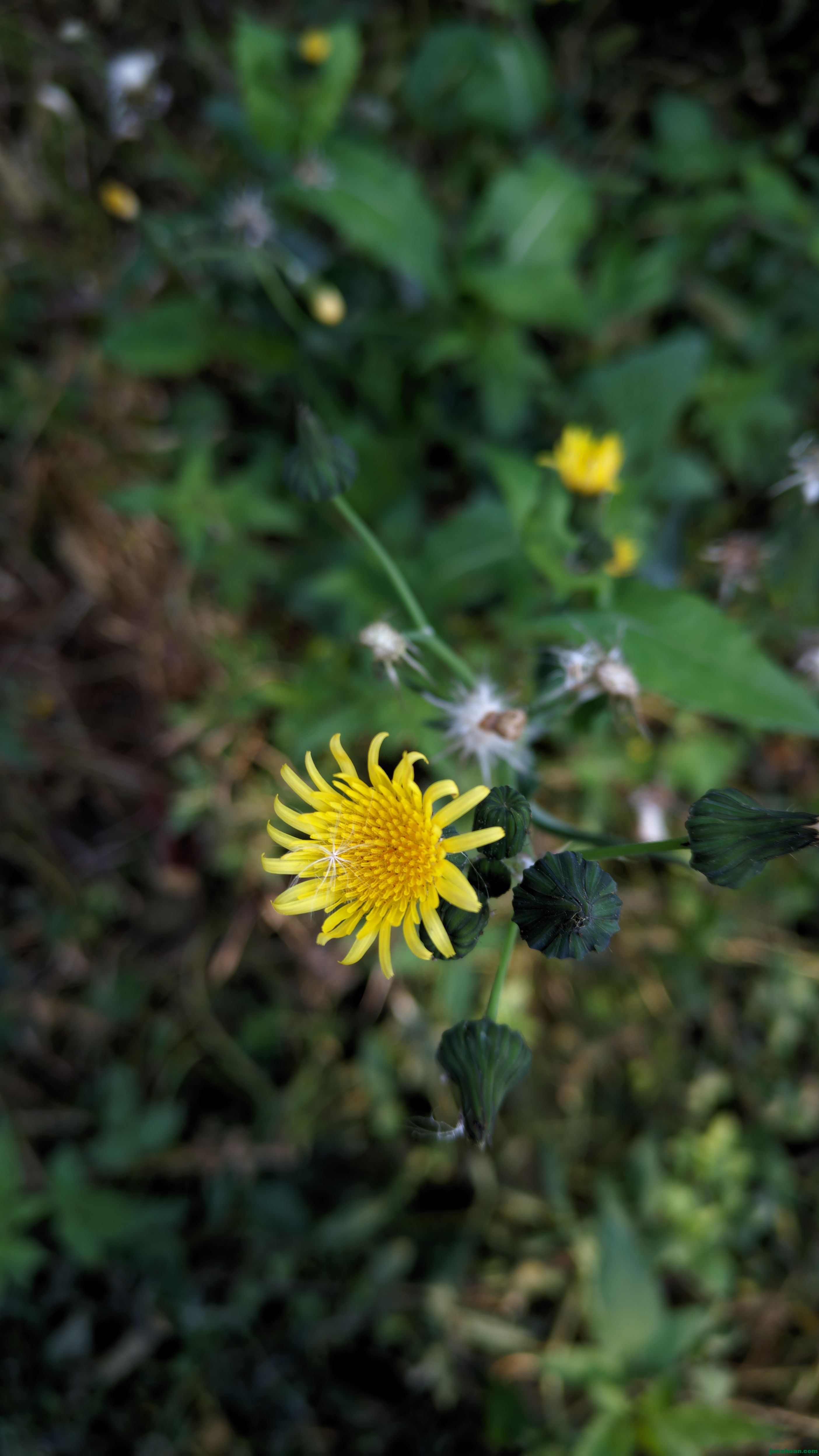 Lelya_20241120_103029_v18_.jpg