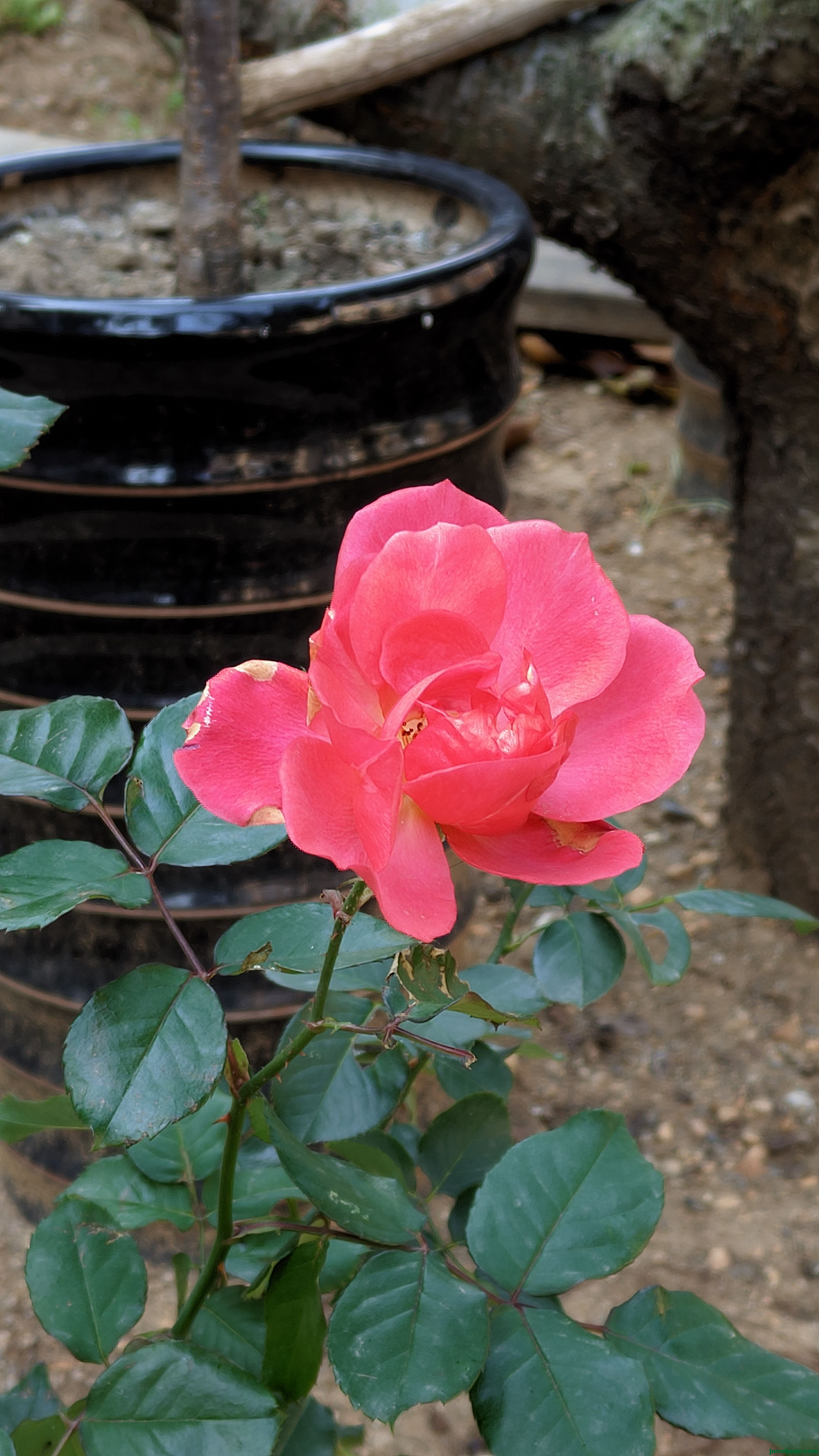 Lelya_20241120_103751_v18_.jpg