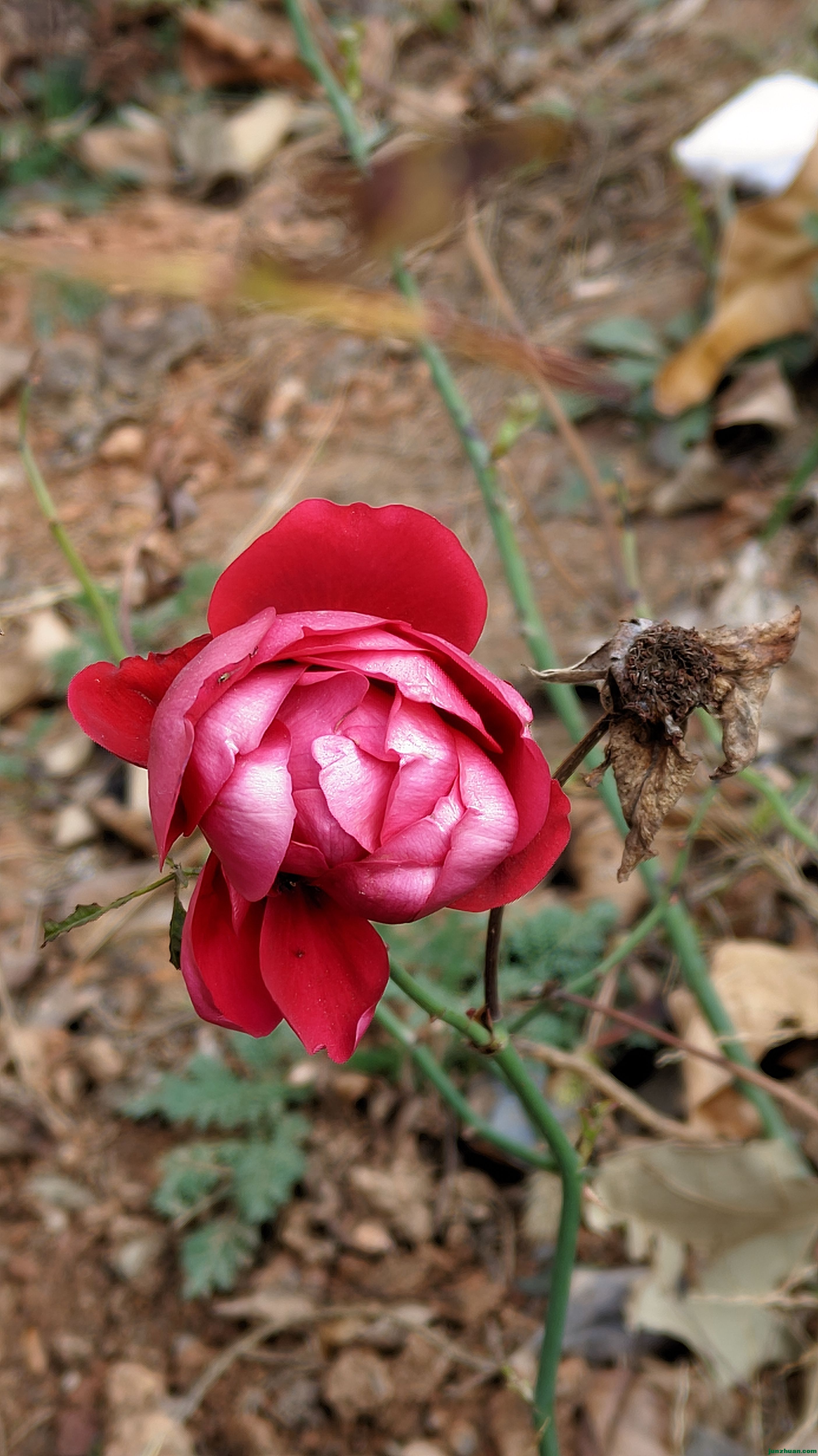 Lelya_20241120_104305_v18_.jpg