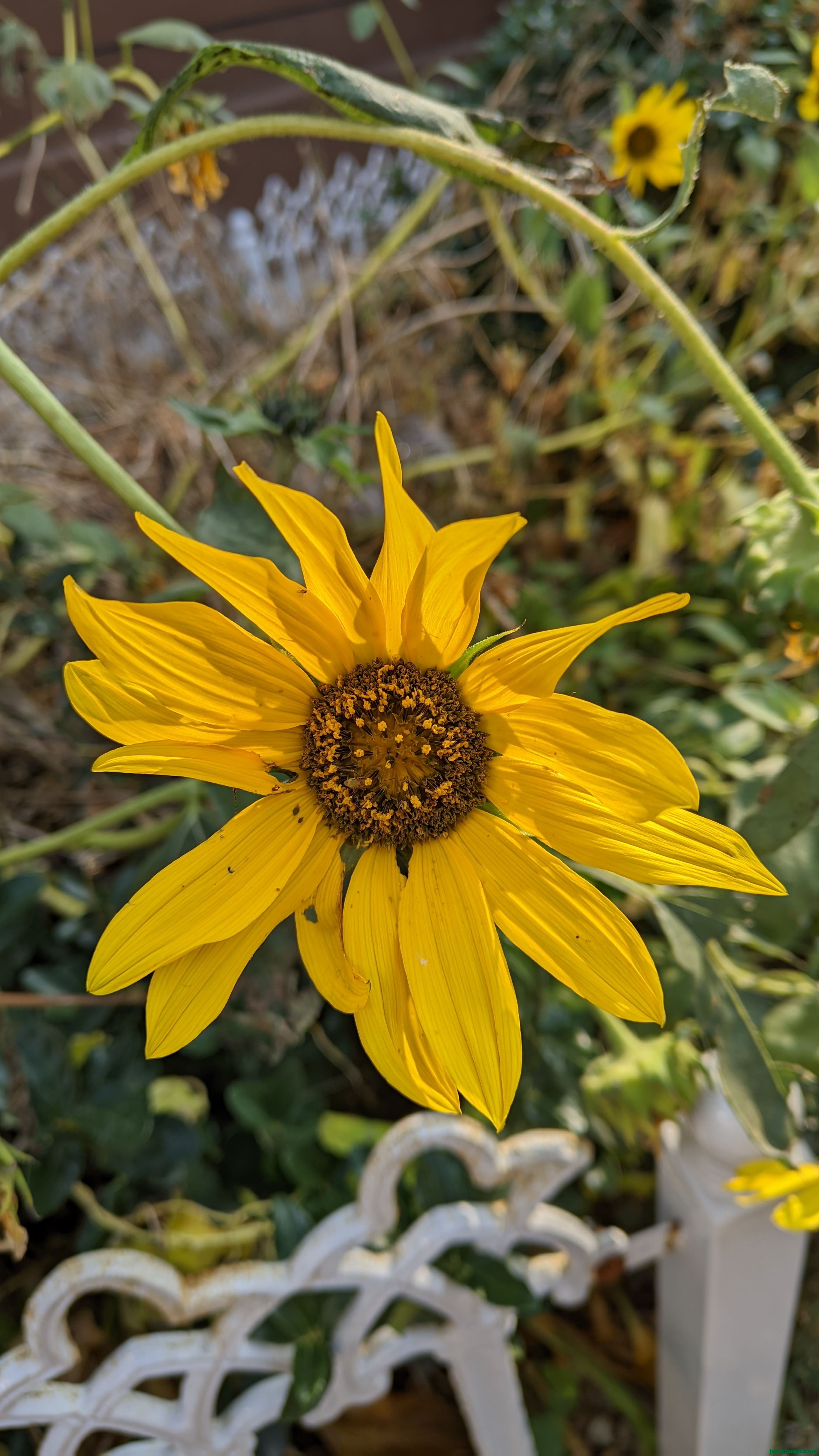 Lelya_20241120_104721_v18_.jpg