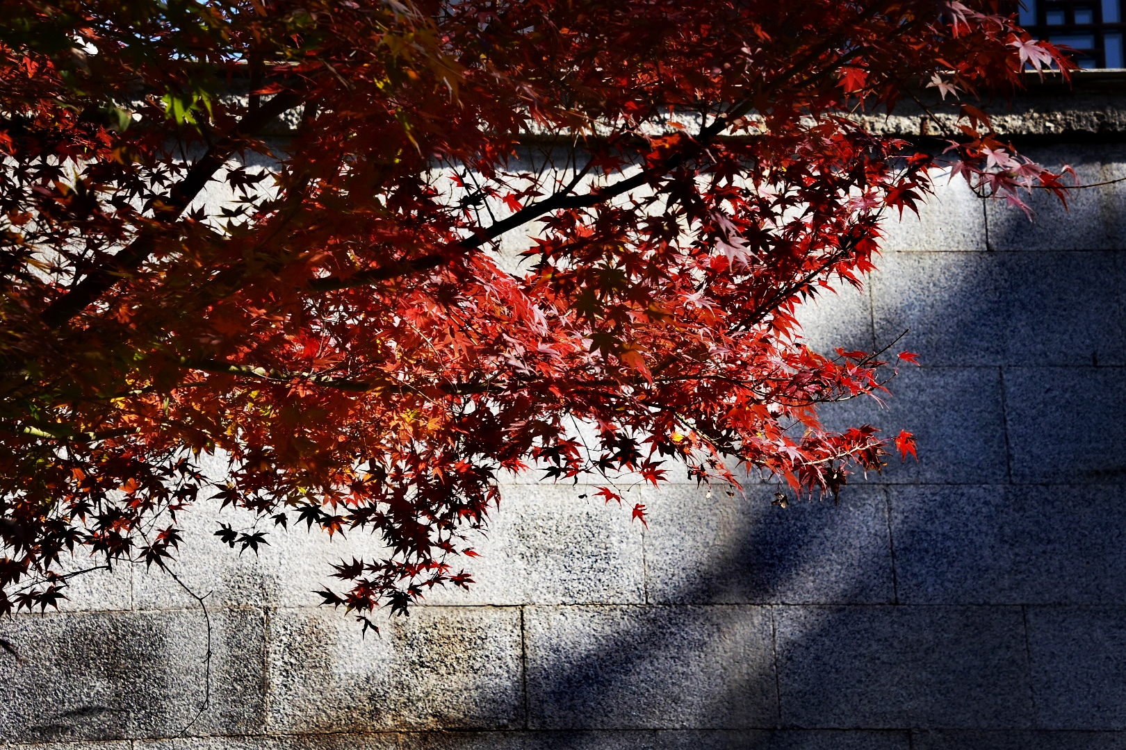 DSC_0965_edit_19383229416833.jpg