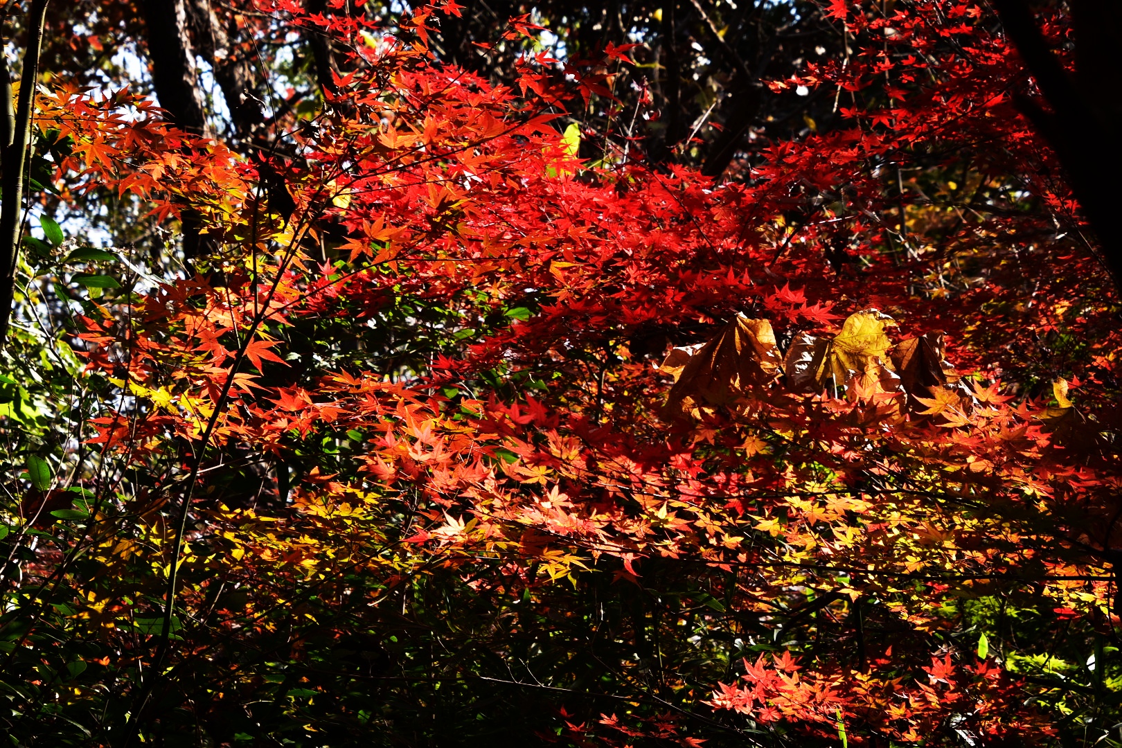 DSC_0977_edit_19306015250699.jpg