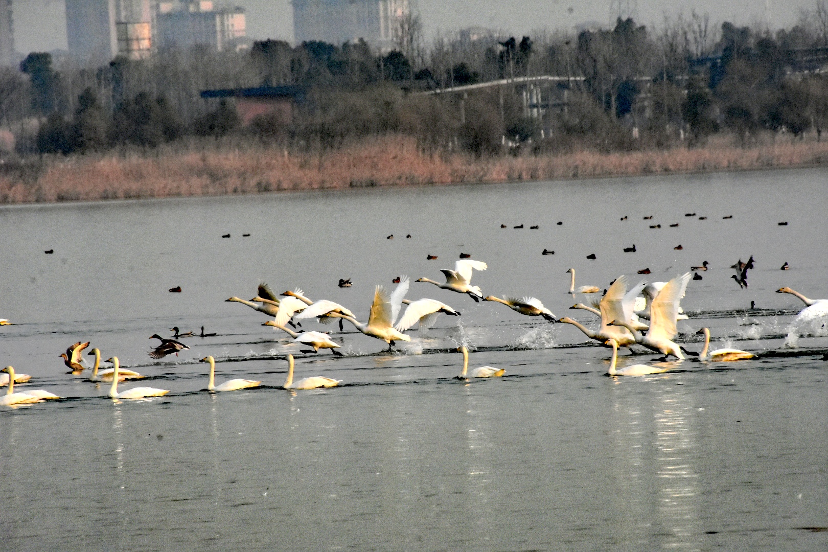 DSC_2601_edit_32991591548610.jpg
