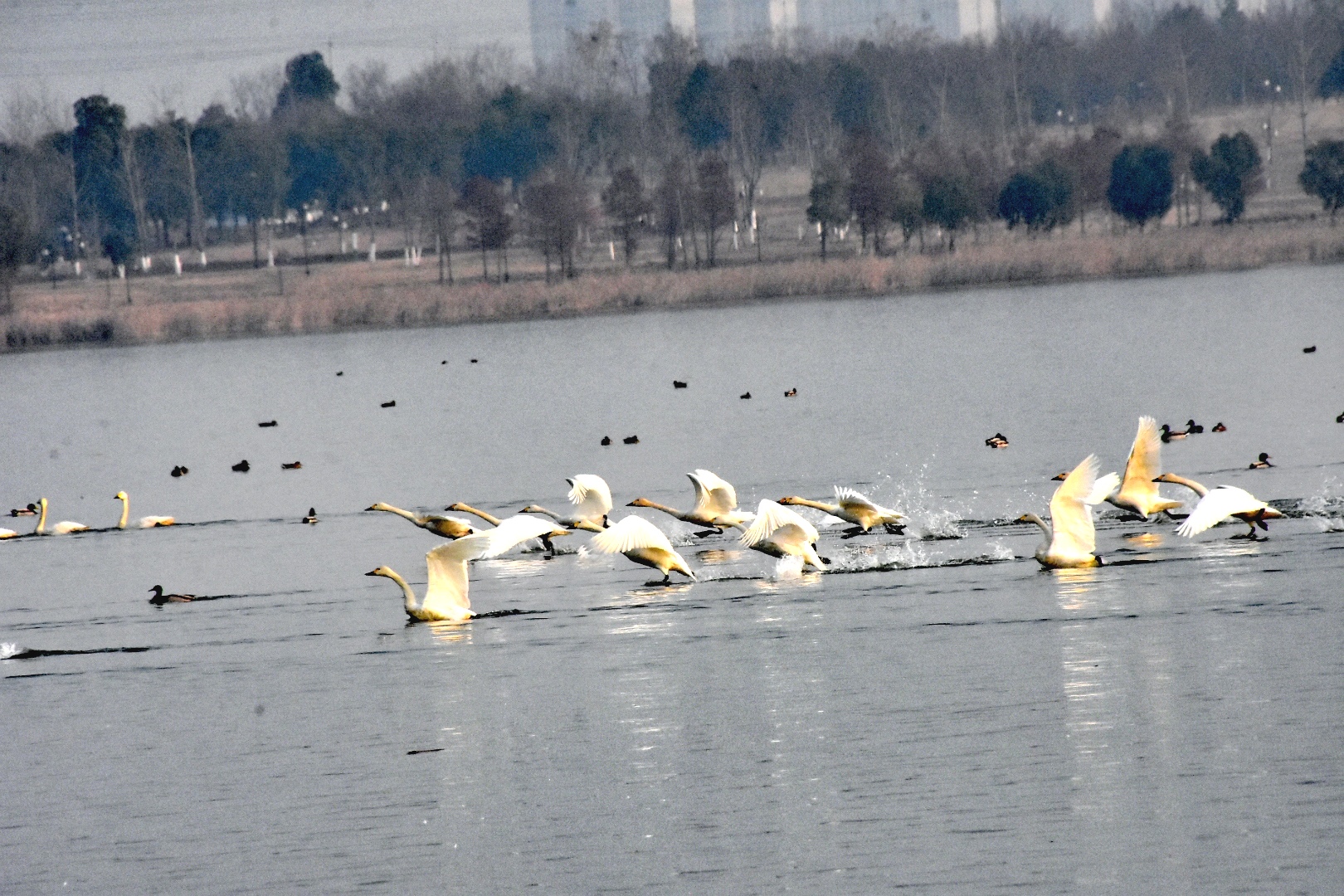 DSC_2598_edit_34596606200449.jpg