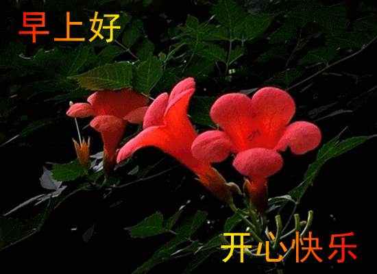 013_.gif