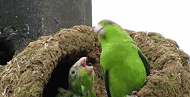 57cc0a5553c54.gif