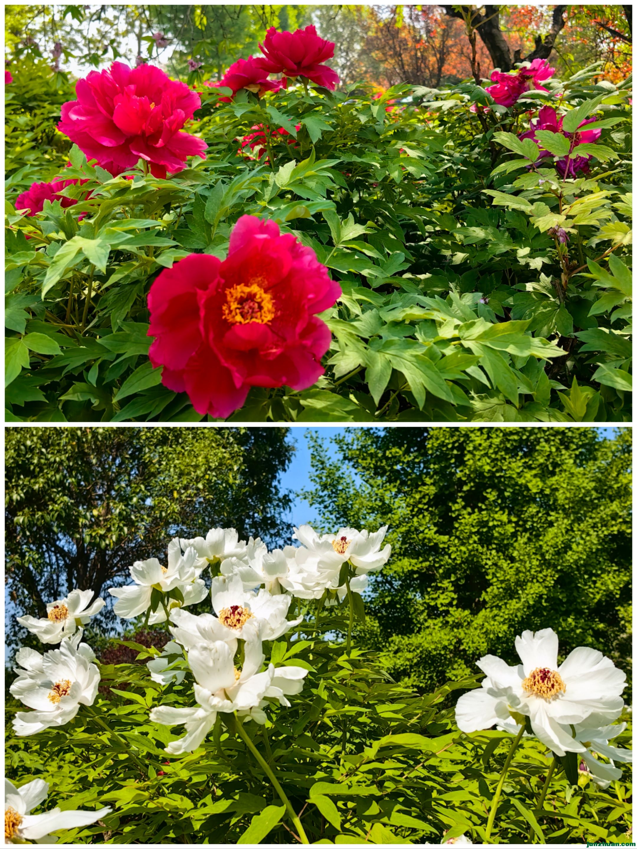 Collage_20240420_120138.jpg