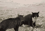 s20131017124852692.gif