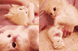 s20131017124856457.gif