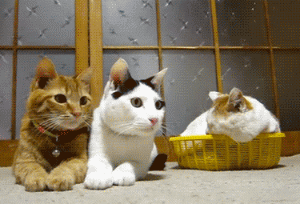 s20131017124901951.gif