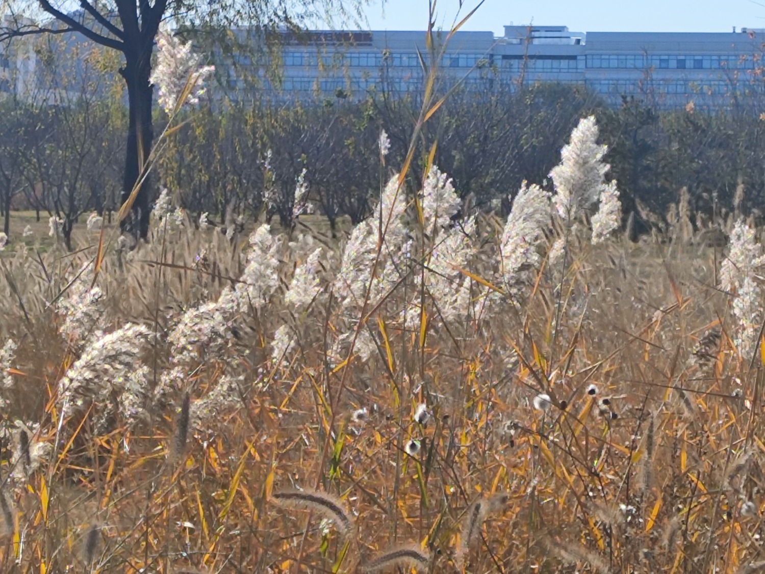 ſڵʪģ«έ«ףɫģ