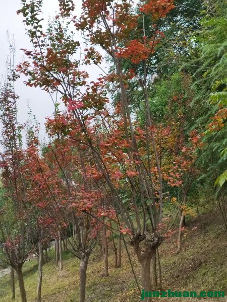 webwxgetmsgimg (5).jpg