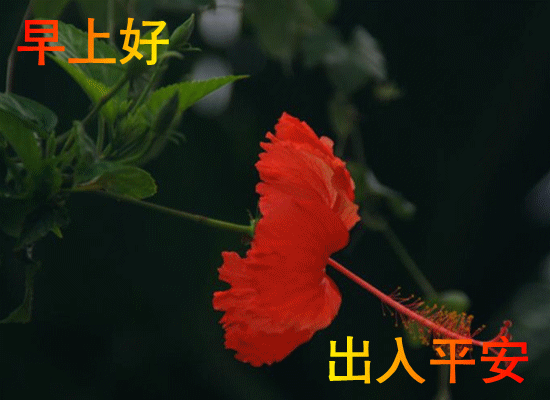 mmexport456cf2e3c171a068d9612daf554d3495_1764534548138.gif