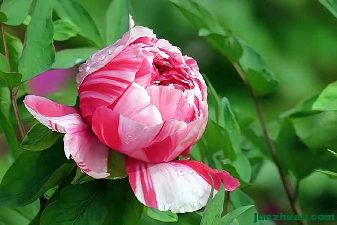 ����ת����ʮ�����졷ϲӭ2026�꣬�߲����ϻ�ӭ����