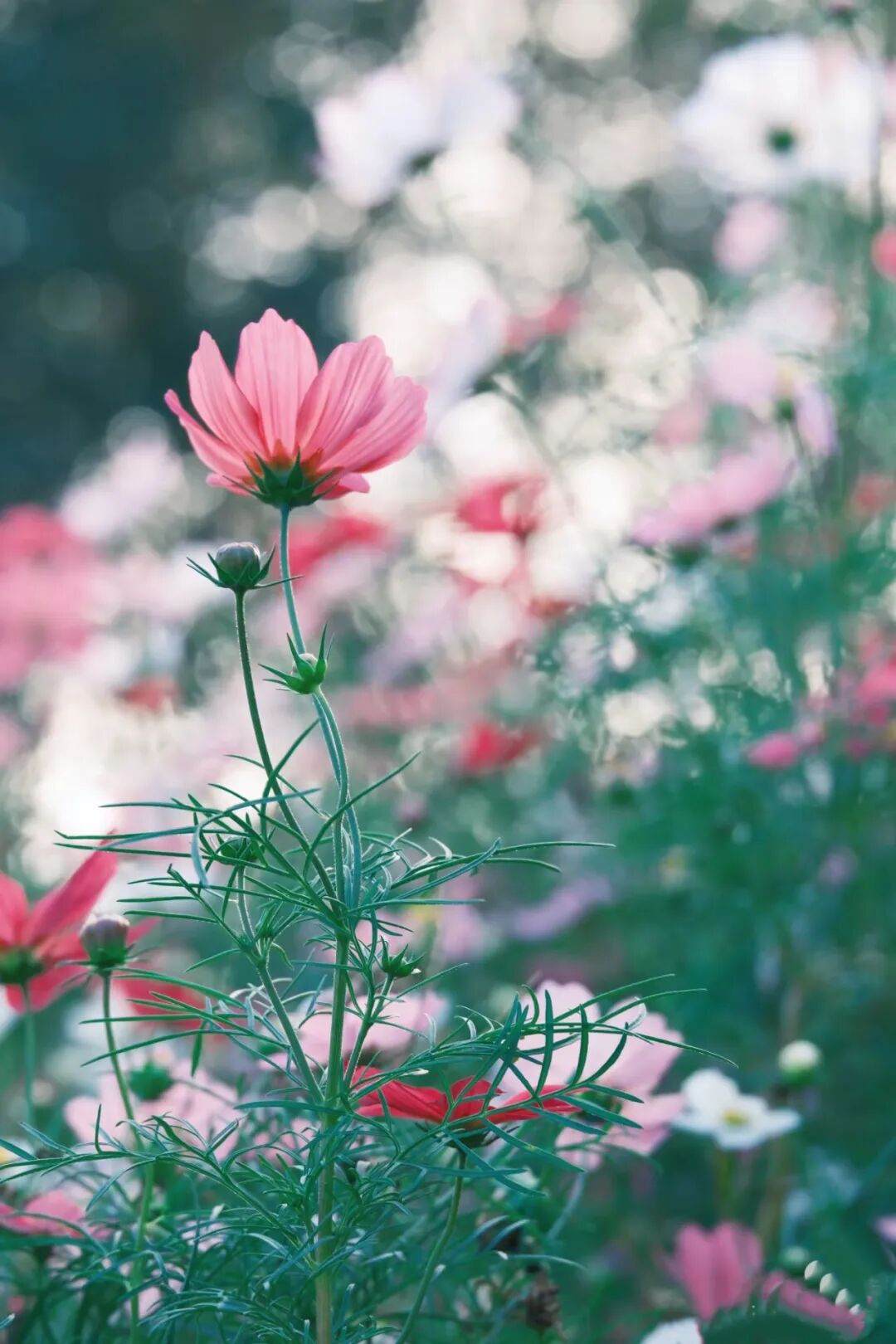 ���������֣����ļ�Բ��