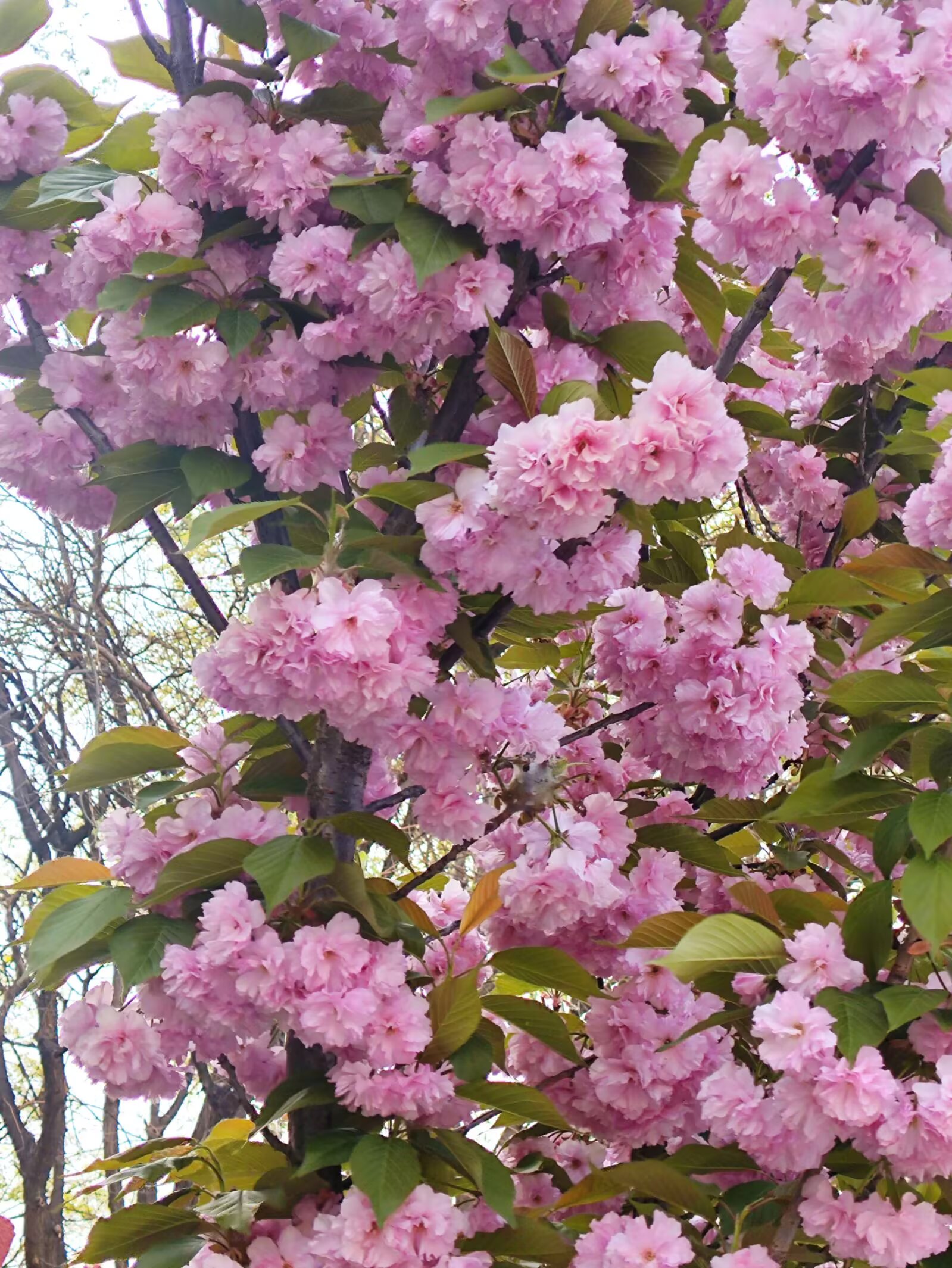 Image_1776278934266_593.jpg