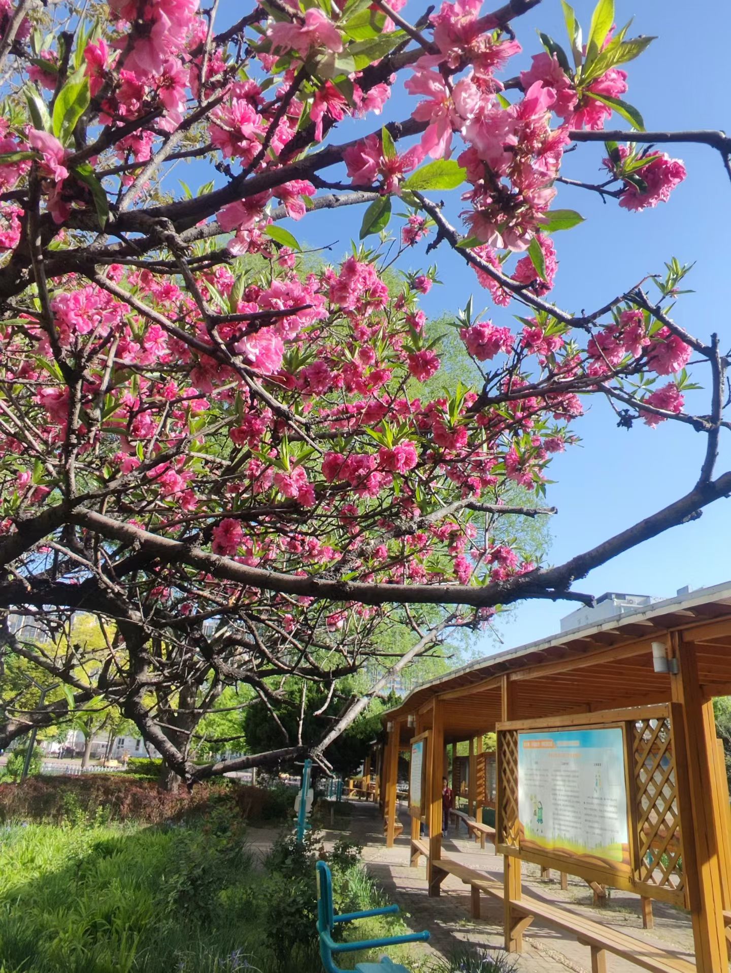 ��Ƭ��(3777)С�����糿���ģ�