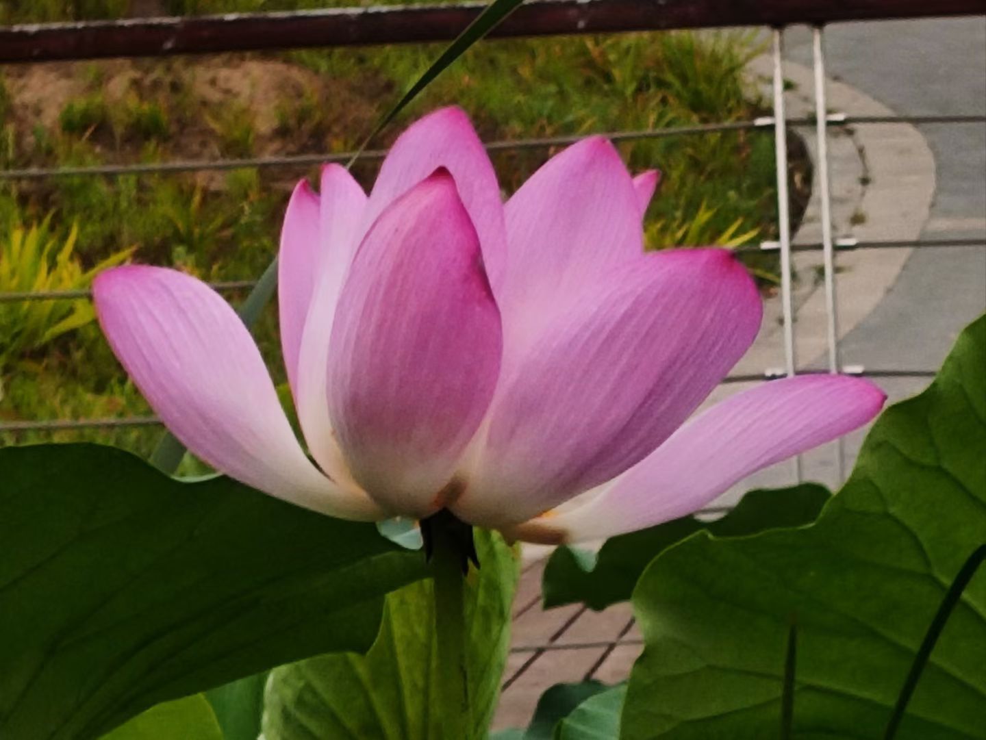 ��Ƭ��(3810)��������:ʢ���ĺɻ���