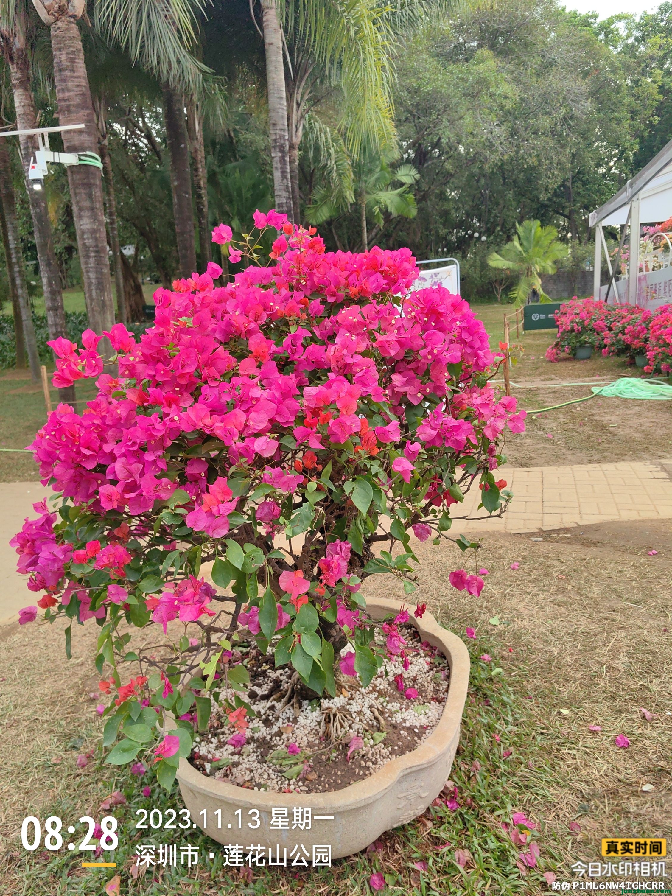 image_1788395706382.jpg