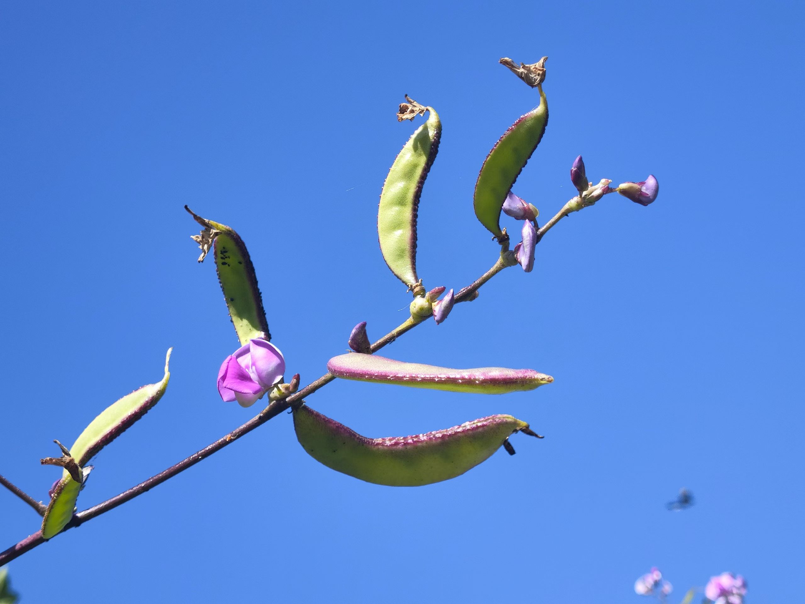 ��Ƭ��(3865)�����������ȥ���˵����߿��Ĺ���
