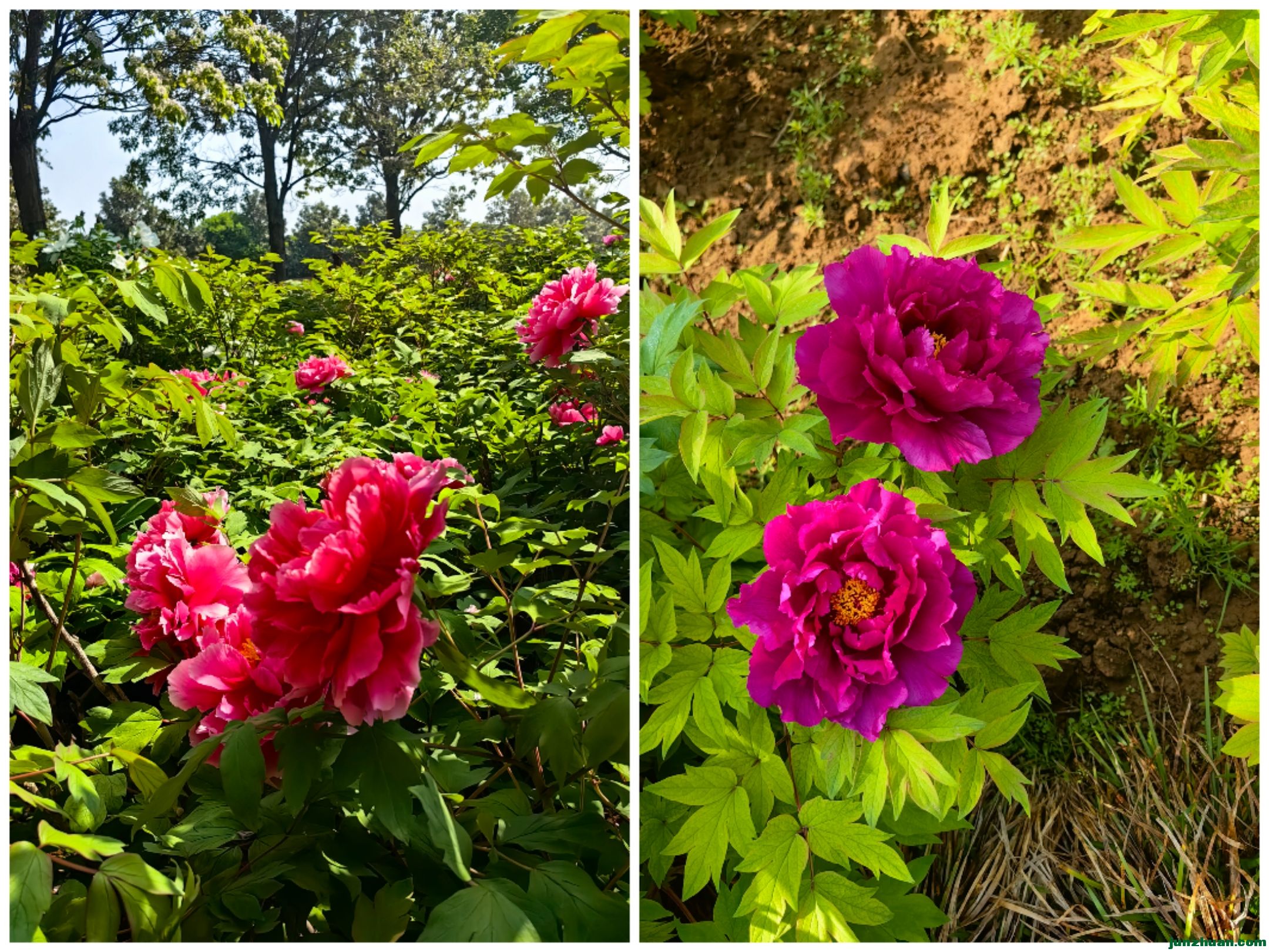 Collage_20240420_120224.jpg